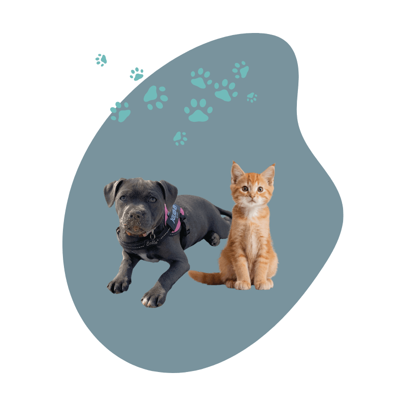 A puppy and kitten with decorative paw prints