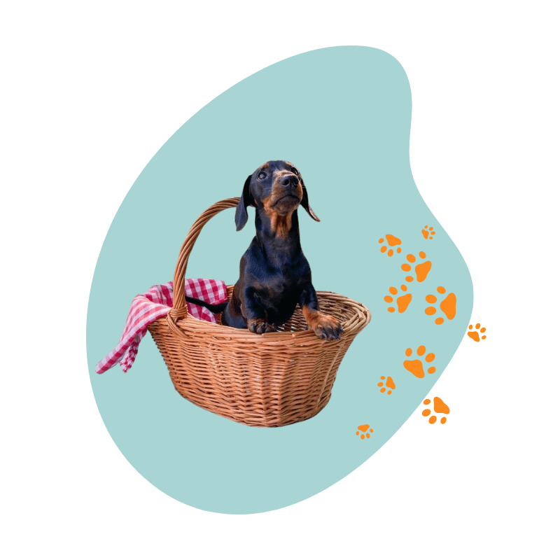 A dachshund puppy in a wicker basket with a checkered cloth