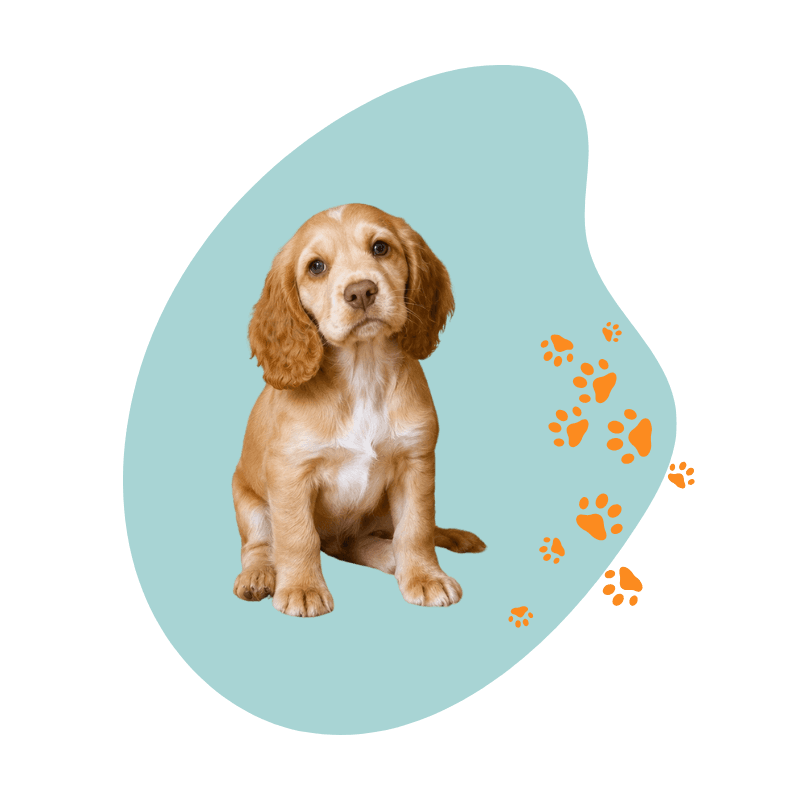 A golden spaniel puppy with decorative paw prints