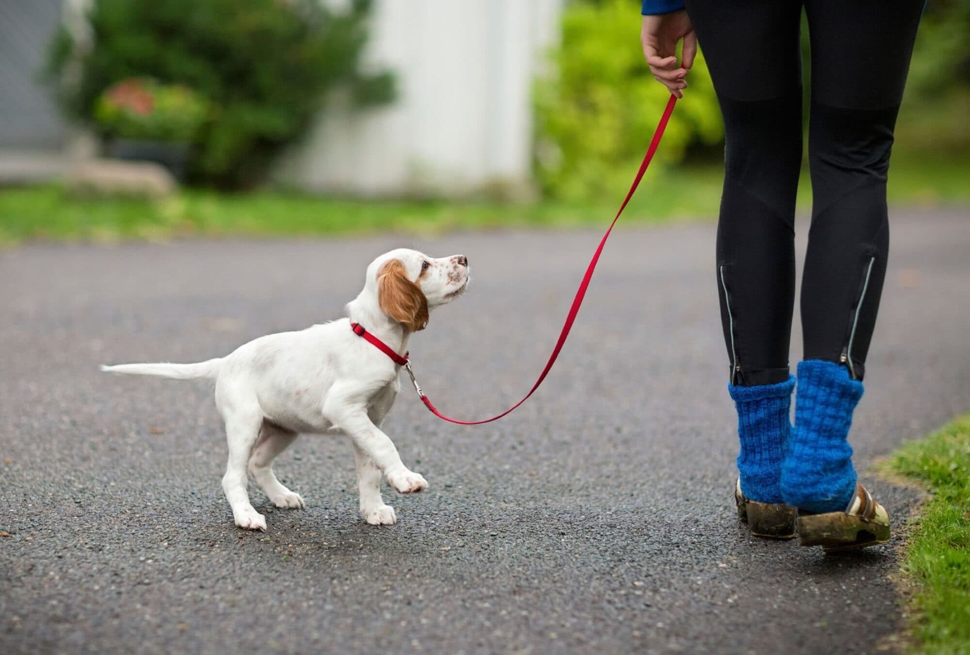 Pet owner walking their puppy on a leash outdoors