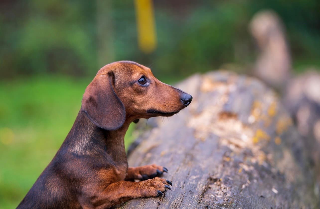 Dachshund in a natural outdoor setting