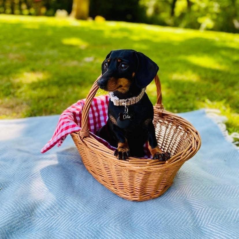 A microchipped pet dog in a picnic basket