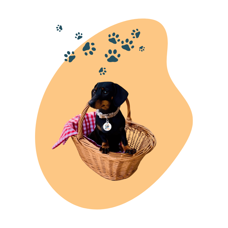 A dachshund puppy in a wicker basket wearing an AniTag collar tag