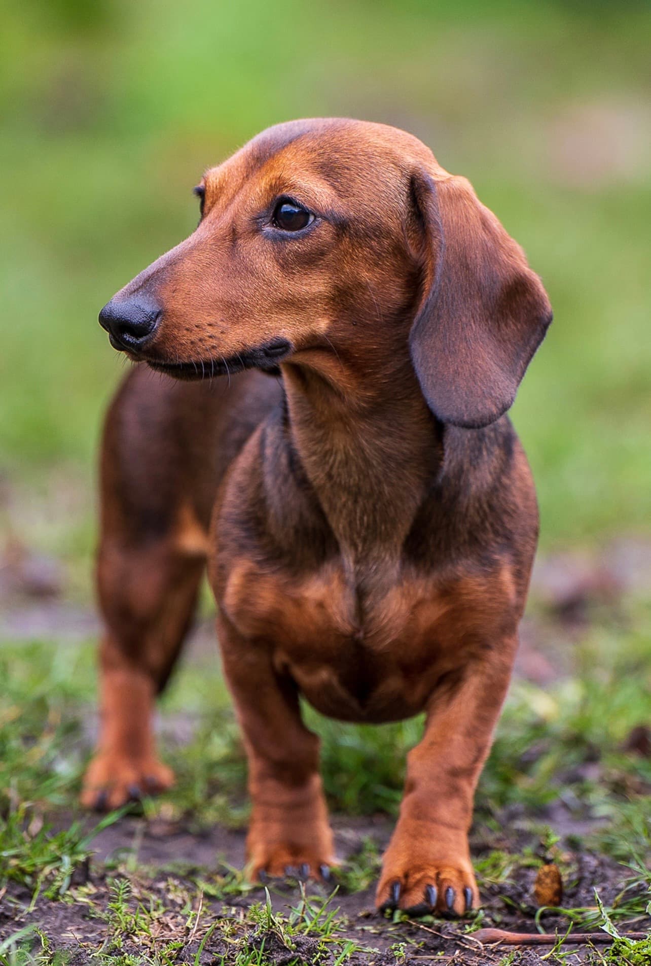 Happy dog and owner after successful pet registration